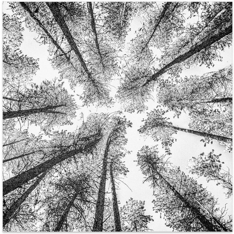 Tree Etching 002 by Rob Darby Square Canvas Print Art for Modern Home Decor. Decorate your office or living room with canvas artwork