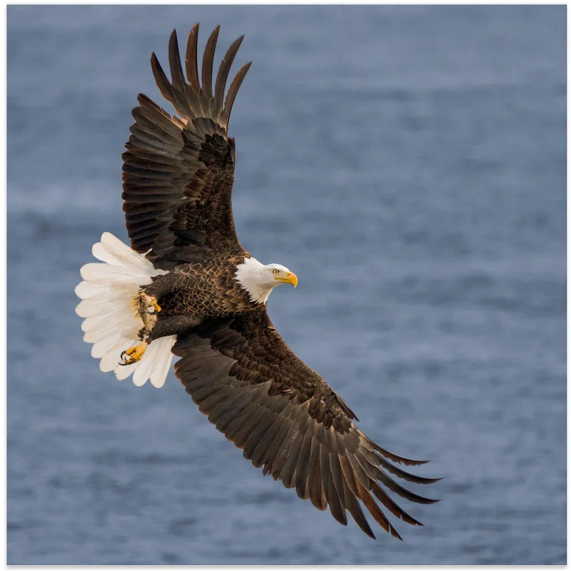 Show Off the Catch by John Fan Square Canvas Print Art for Modern Home Decor. Decorate your office or living room with canvas artwork