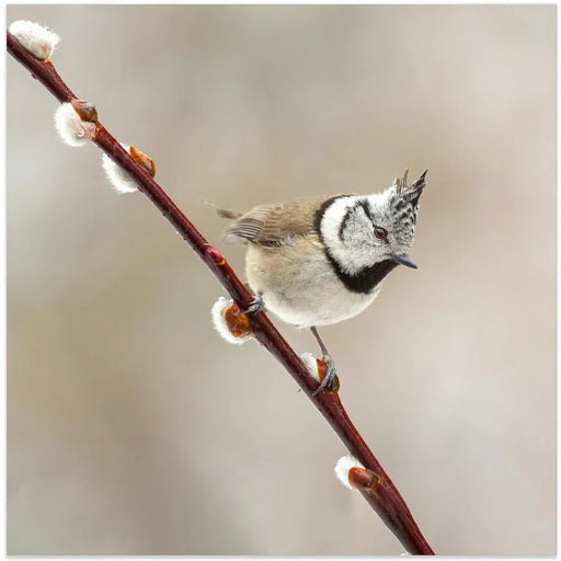 Sweet! by Annie Keizer Square Canvas Print Art for Modern Home Decor. Decorate your office or living room with canvas artwork