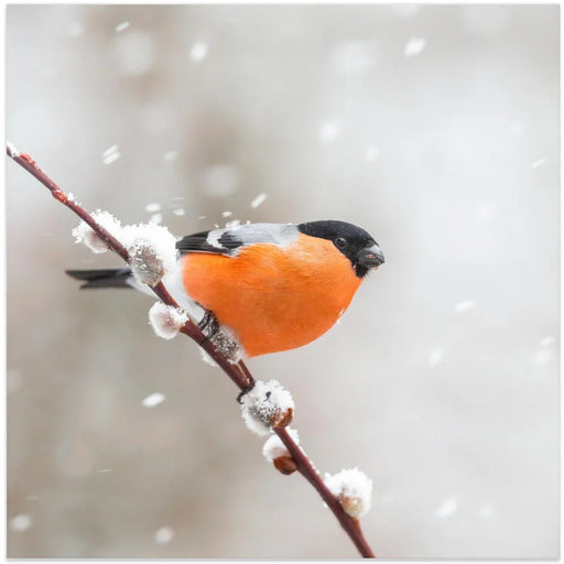 Bullfinch in a snowstorm. by Annie Keizer Square Canvas Print Art for Modern Home Decor. Decorate your office or living room with canvas artwork