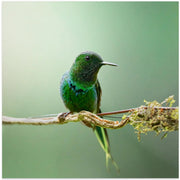 Discosura conversii by Lisandro PEREZ Square Canvas Print Art for Modern Home Decor. Decorate your office or living room with canvas artwork