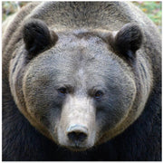 The Bear's look by Drago Vogrinec Square Canvas Print Art for Modern Home Decor. Decorate your office or living room with canvas artwork