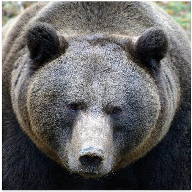 The Bear's look by Drago Vogrinec Square Canvas Print Art for Modern Home Decor. Decorate your office or living room with canvas artwork