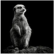 Meerkat by Christian Meermann Square Canvas Print Art for Modern Home Decor. Decorate your office or living room with canvas artwork