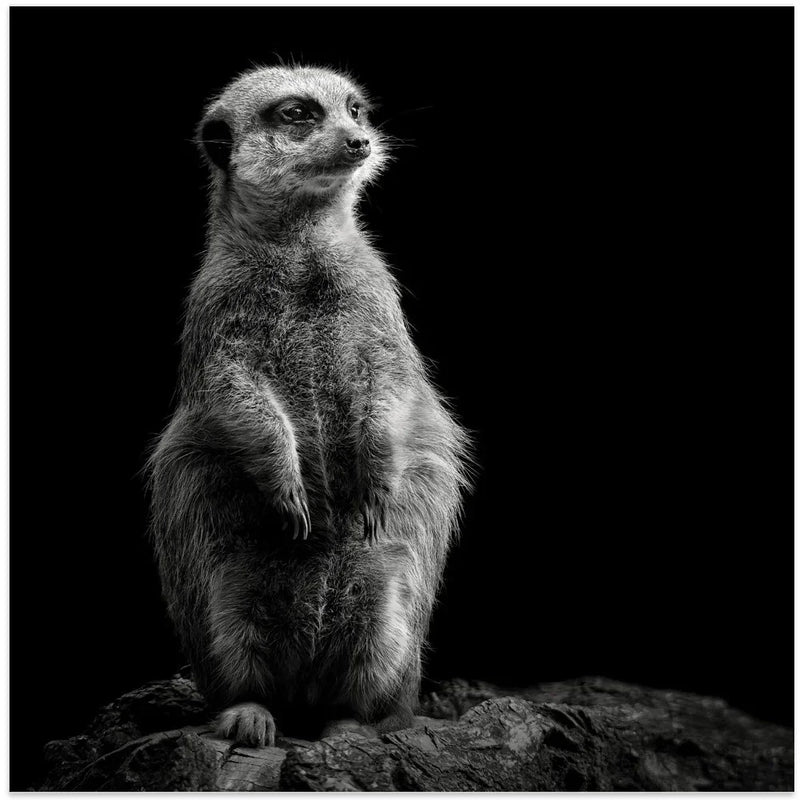 Meerkat by Christian Meermann Square Canvas Print Art for Modern Home Decor. Decorate your office or living room with canvas artwork