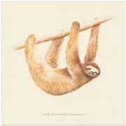 Css Animals   Sloth Square Canvas Art  Florent Bodart 