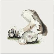 Vintage Agaricus Augustus Mushroom Square Canvas Art  Biodiversity Heritage Library 