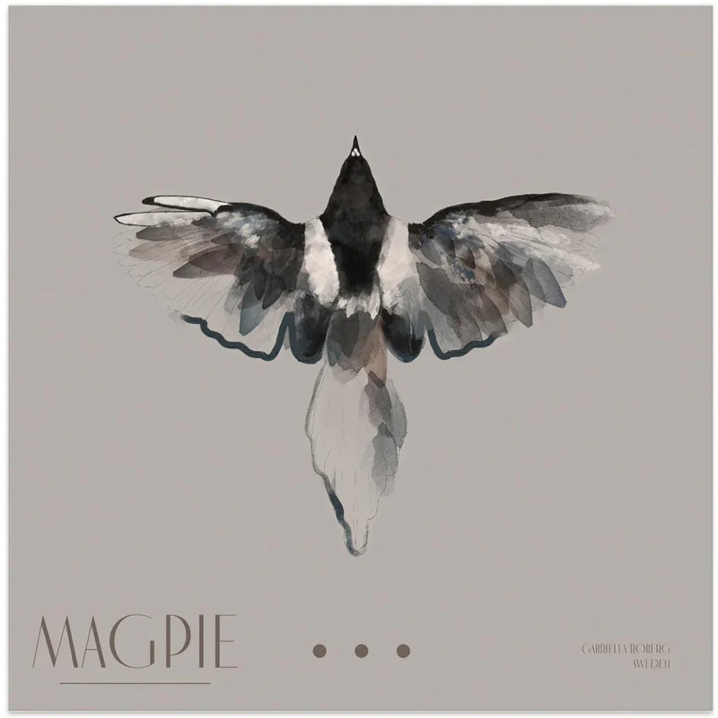 Magpie Square Canvas Art  Gabriella Roberg 