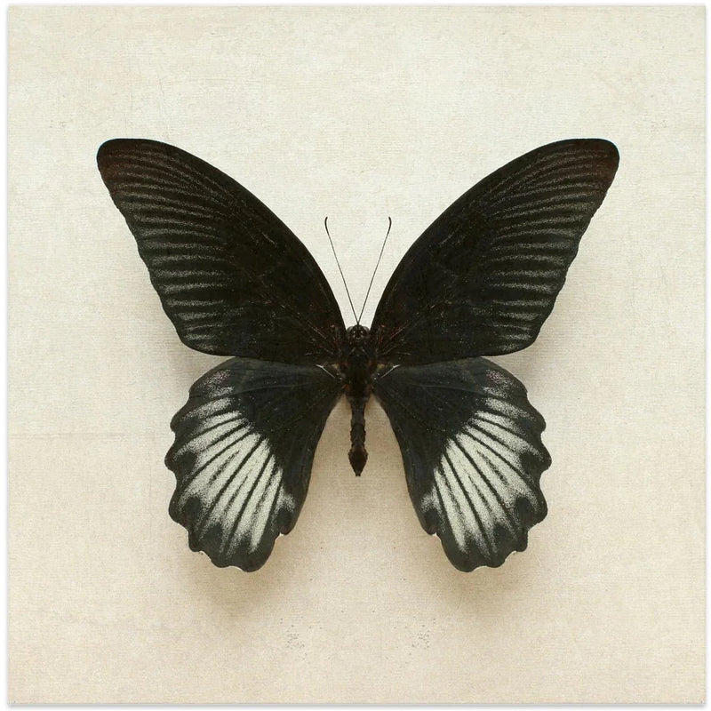 Black Mormon Butterfly Square by Alyson Fennell Square Canvas Print Art for Modern Home Decor. Decorate your office or living room with canvas artwork