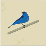 Indigo Bunting by Vision Grasp Art Square Canvas Print Art for Modern Home Decor. Decorate your office or living room with canvas artwork