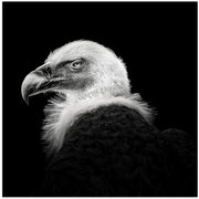 Eurasian Griffon #7 by Christian Meermann Square Canvas Print Art for Modern Home Decor. Decorate your office or living room with canvas artwork