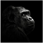 Gorilla by Christian Meermann Square Canvas Print Art for Modern Home Decor. Decorate your office or living room with canvas artwork
