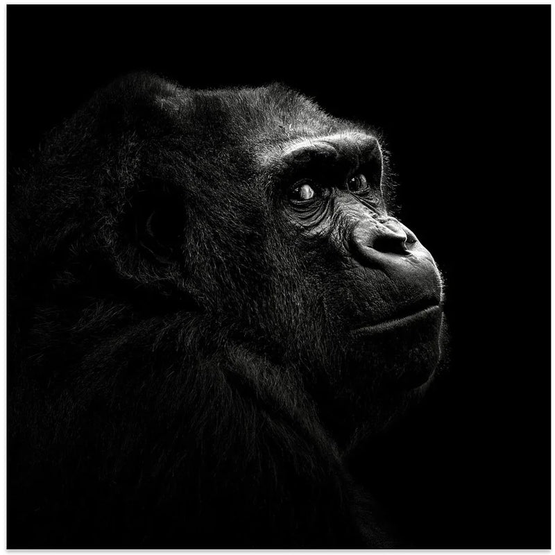 Gorilla by Christian Meermann Square Canvas Print Art for Modern Home Decor. Decorate your office or living room with canvas artwork