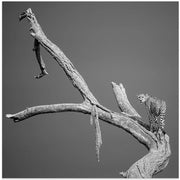 The Climb by Ali Khataw Square Canvas Print Art for Modern Home Decor. Decorate your office or living room with canvas artwork