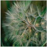Summer Dandelion Square Canvas Art  Bethany Young 
