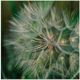 Summer Dandelion Square Canvas Art  Bethany Young 