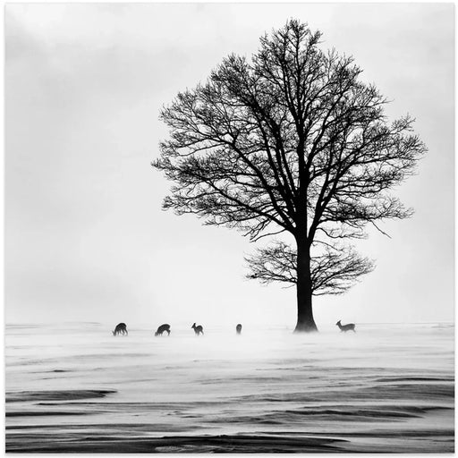 Roes Square Canvas Art  Silvija Danelsone 