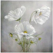 Cosmos Charm Square Canvas Art  Mandy Disher 