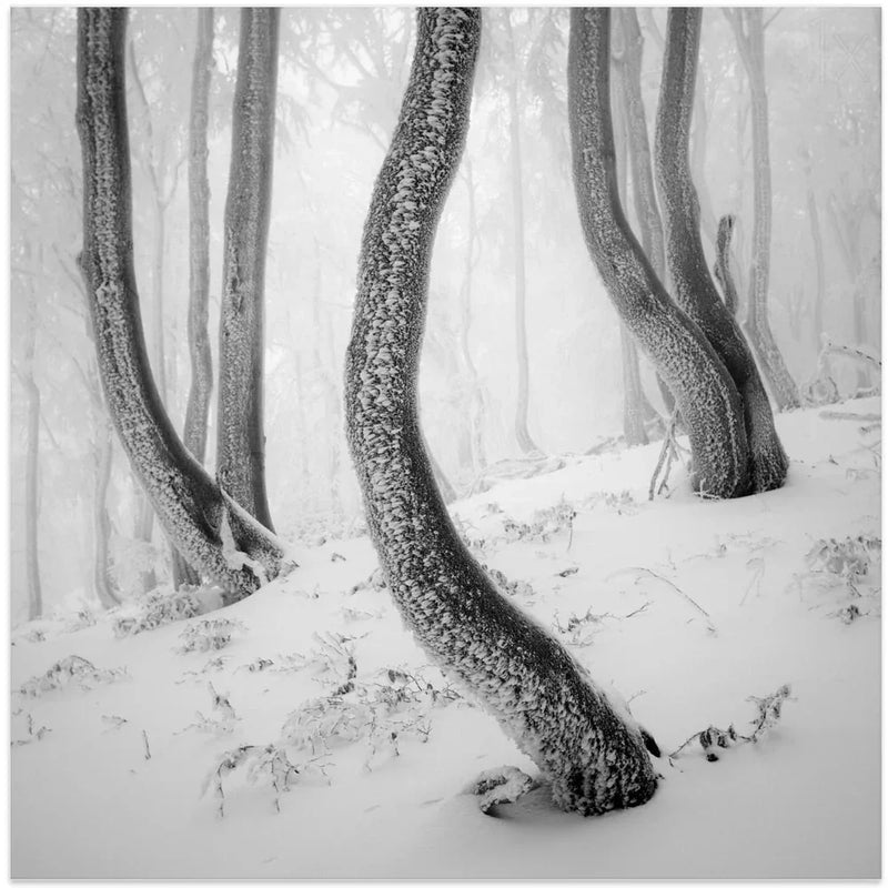 Frozen Forest by Martin Rak Square Canvas Print Art for Modern Home Decor. Decorate your office or living room with canvas artwork