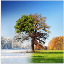 4 seasons by Adam Brzuszek Square Canvas Print Art for Modern Home Decor. Decorate your office or living room with canvas artwork