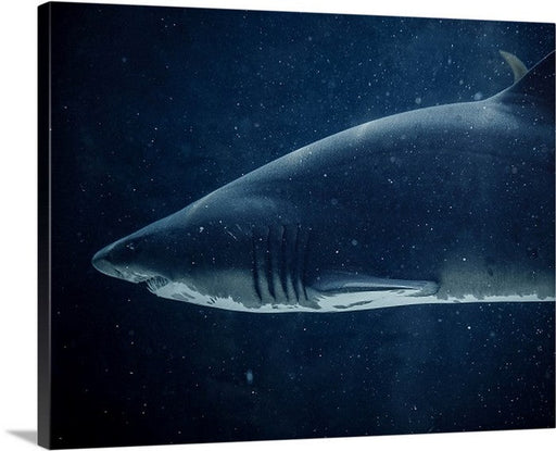 Shark Canvas Art Print, Blue canvas art Canvas Prints