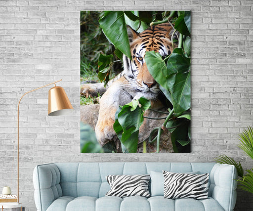 Tiger Canvas Prints Wall Decor 
