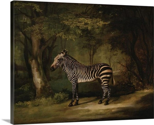 Zebra by George Stubbs Canvas Classic Artwork